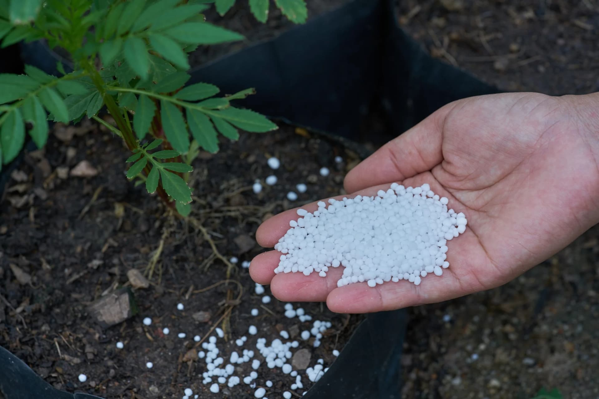 Urea Types: Prilled vs Granular Urea